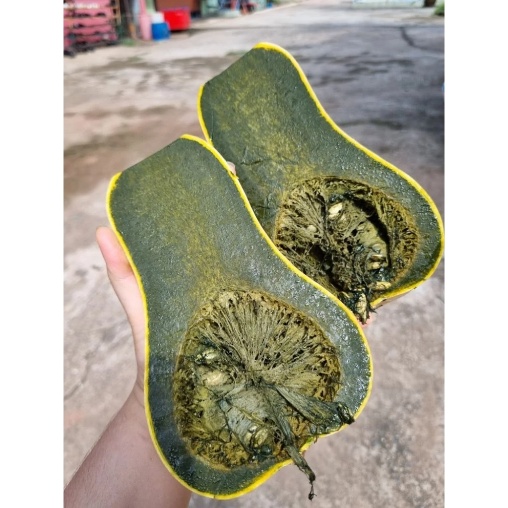 ฟักทองเนื้อดำ กัวเตมาลา กรีนอาโยเต้ (ชุดละ 25 เมล็ด)