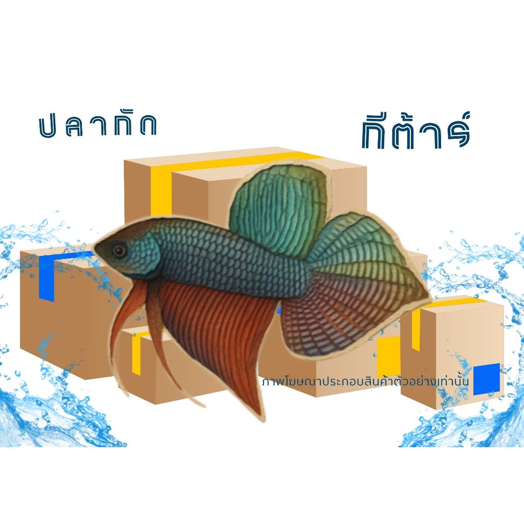 อุปกรณ์ตกแต่งตู้ปลา “ป่ากีตาร์”สวยงามเกรดดีมาก1กล่อง