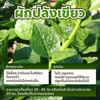เมล็ดพันธุ์ ผักปลังญี่ปุ่น พันธุ์มุราซากิ บรรจุ50เมล็ด+/ซอง ปลูกง่าย งอกดี ยอดใหญ่ เมือกน้อย(เป็นที่นิยมมาก)