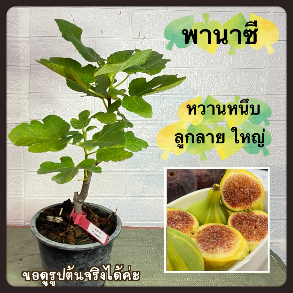 ต้นมะเดื่อฝรั่ง พานาซีไทเกอร์ ผลลาย ใส้แดง หวานจัด/tiger panache figs tree 8”potted