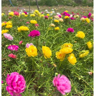 กิ่งแพรเซี่ยงไฮ้ คละสี7-10 สี เก็บสดทุกวัน รับประกันความสวยและสด กิ่งยาวอวบ สีสันสวยงาม