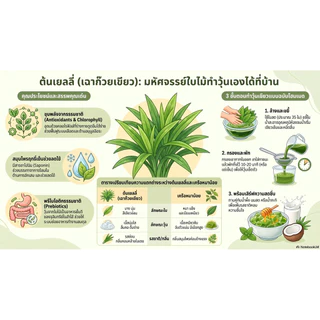 ขายกิ่งสดต้นเยลลี่เขียวCINCAUสำหรับชำ