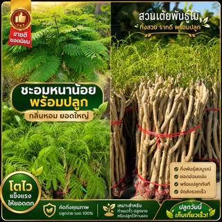 กิ่งชะอมพันธุ์หนามน้อย💥ราคากิ่งละ12฿💥พร้อมปลูกรับประกันรากเต็มทุกกิ่งราคาส่งจากสวนโดยตรง