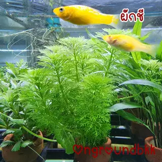 พร้อมส่ง ต้นไม้น้ำ สาหร่ายผักชี ต้นไม้น้ำให้ลูกปลาหลบซ่อน ต้นไม้ตกแต่งตู้ปลา