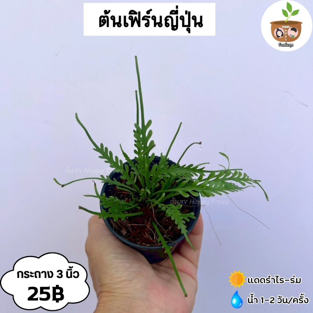 ต้นเฟิร์นญี่ปุ่น จัดส่ง 2 ต้นขึ้นไป คละแบบได้