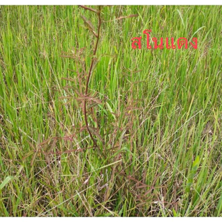 ชุดเก็บหญ้า🌿นาเกลี้ยงx3พลัง สำหรับข้าว25วันขึ้นไป 1ชุด/5ไร่