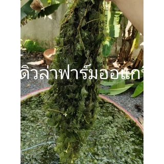 สาหร่ายหางกระรอกฉัตรฟาร์มออแกนิค ต้นยาวแข็งแรง