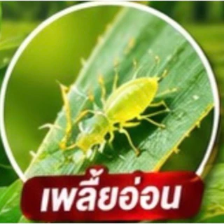 ฮิเดกิ ซองสีทอง (ฟลอนิคามิดสูตรพิเศษ) กำจัดแมลงปากดูด คุมนาน ใช้สำหรับพืชเท่านั้น ปุ๋ยพืช