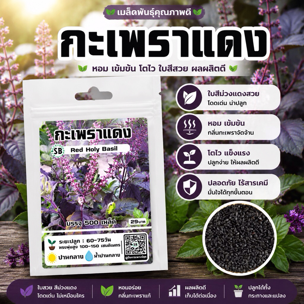 กะเพราแดง 500 เมล็ด โปรโมชั่น [ซื้อ 2 แถม 1ซอง]
