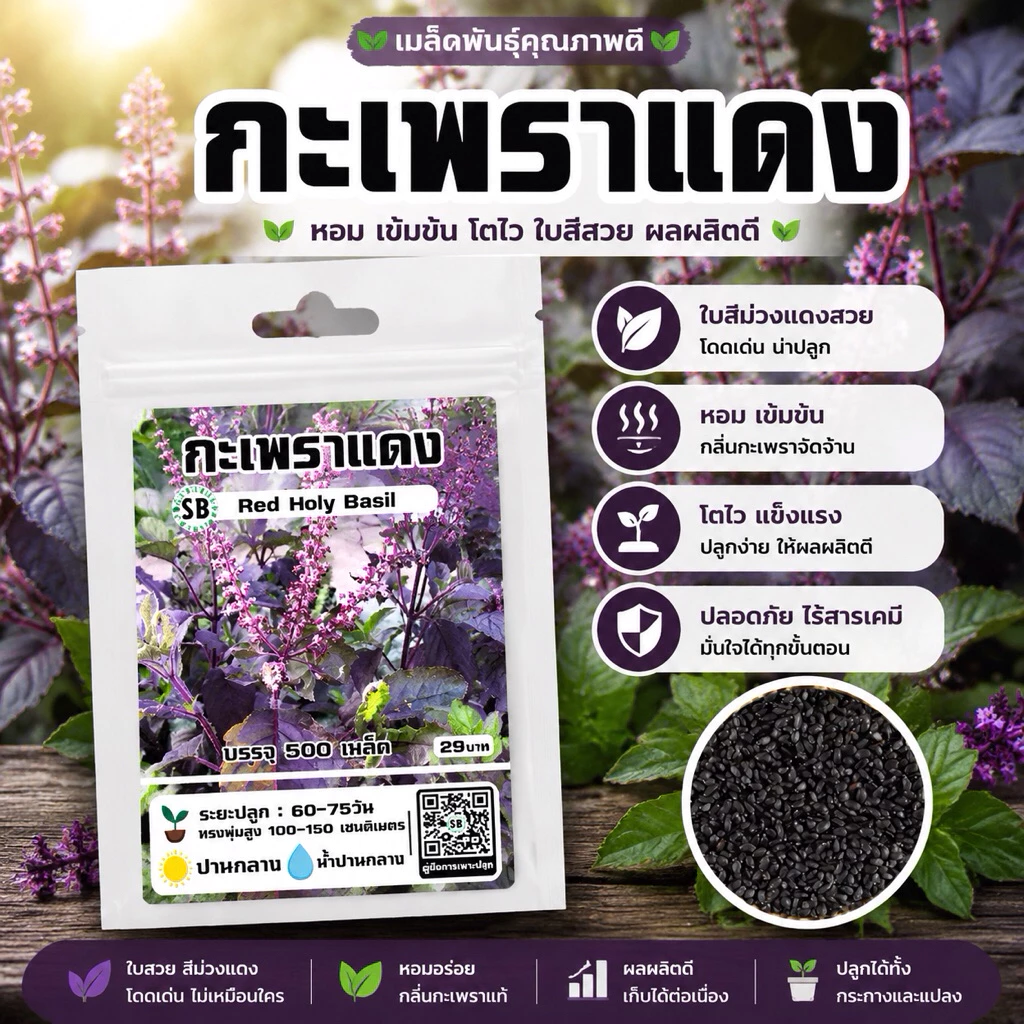 กะเพราแดง 500 เมล็ด 🔥โปรโมชั่น [ซื้อ 2 แถม 1ซอง]