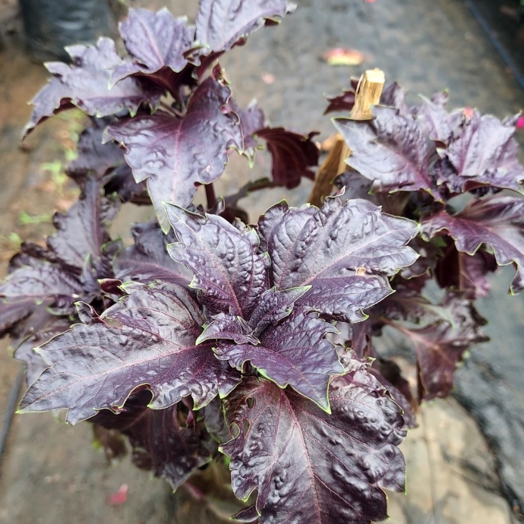 เบซิล (Basil) “อิตาเลียนเบซิล, โหระพาฝรั่ง, โหระพาอิตาเลี่ยน”