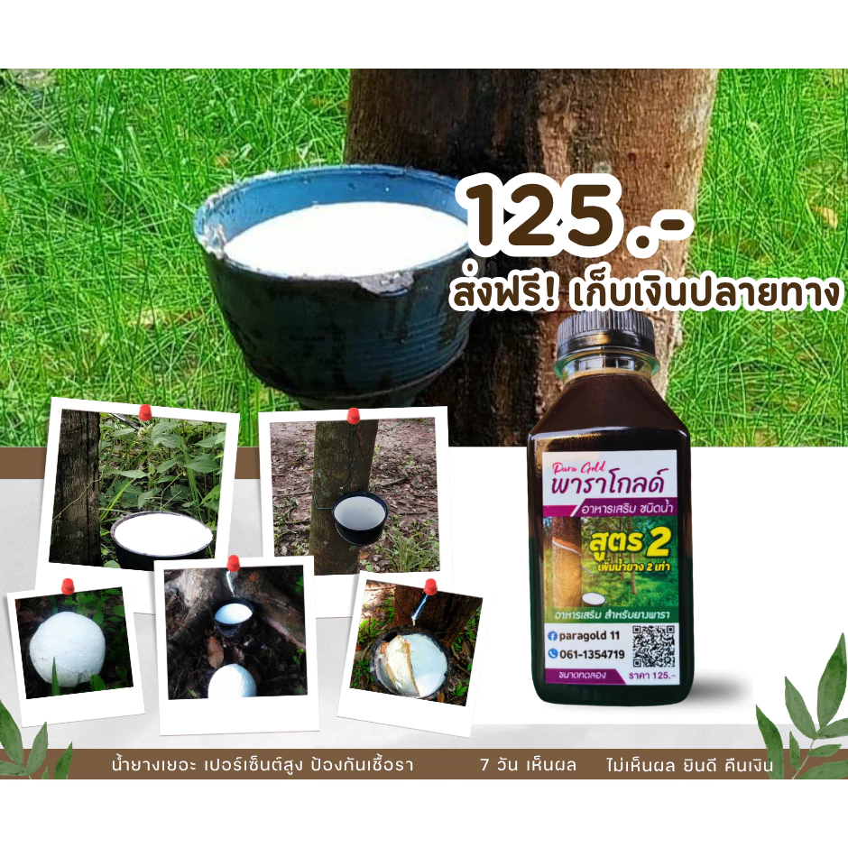 พาราโกลด์ สูตร 2(ขนาดทดลอง) เพิ่มน้ำยางได้มากถึง 2เท่า รักษาหน้ายาง ขยายท่อน้ำยาง และสร้างความสมบูรณ์ ป้องกันเชื้อรา