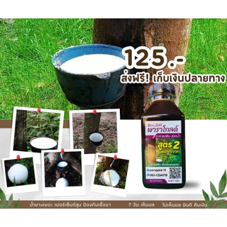พาราโกลด์ สูตร 2(ขนาดทดลอง) เพิ่มน้ำยางได้มากถึง 2เท่า รักษาหน้ายาง ขยายท่อน้ำยาง และสร้างความสมบูรณ์ ป้องกันเชื้อรา