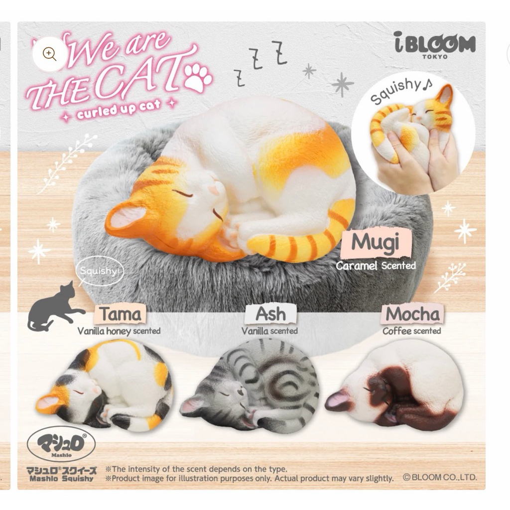 พร้อมส่ง - สกุชชี่ Ibloom cat ของแท้