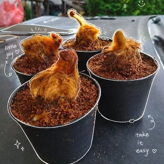 [พร้อมส่ง] ว่านลูกไก่ทอง ไม้มงคลเรียกทรัพย์ เสริมบารมี โชคลาภ ขนทองนุ่มฟู คละต้นสวย พร้อมกระถาง