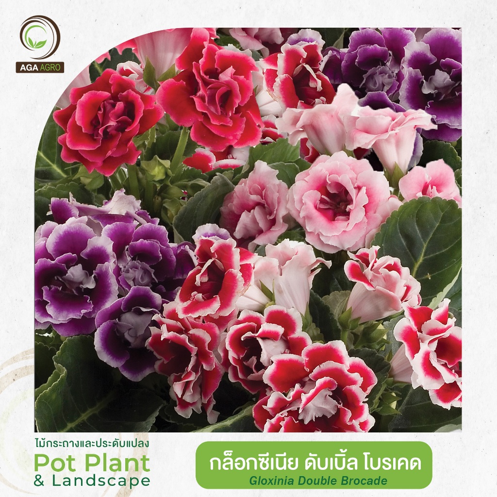 AGA AGRO I "กล็อกซีเนีย ดับเบิ้ล โบรเคด" ดอกซ้อน ออกดอกกลางลำต้น 100 เมล็ด-Gloxinia Doble Brocade
