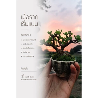 เบี้ยเศรษฐี💰ปะการังเขียว (Elephant bush / Portulacaria Afra.)🐘🌿บอนไซจิ๋ว กระถาง 3”