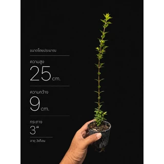 กล้าบ๊วยน้ำ 🌱 บอนไซ ยังไม่ผ่านการดัดเข้าลวด กระถาง 3” นิ้ว บอนไซจิ๋ว ลูกค้าสามารถนำไปเข้าลวดด้วยตัวเอง