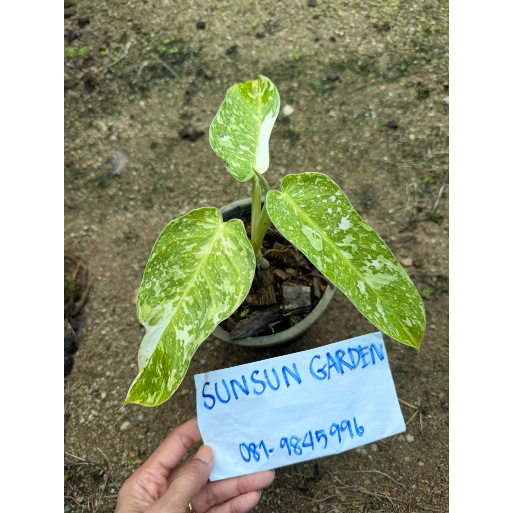 Philodendron jose buono variegated🌿ต้นที่ส่ง คือ ต้นในรูป