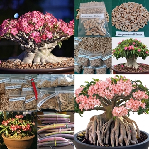 10เมล็ดชวนชมยักษ์หลายสายพันธุ์ให้เลือก(มีแถมทุกๆซอง)