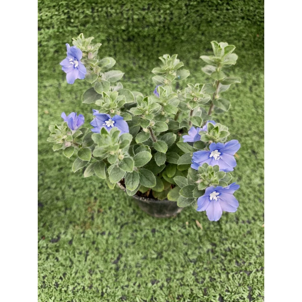 ต้นฟ้าประดิษฐ์ (Ground-Morning Glory) **ไม้ดอกทานได้** ไม้ในกระถาง3นิ้ว