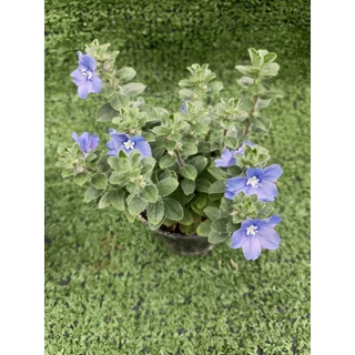 ต้นฟ้าประดิษฐ์ (Ground-Morning Glory) **ไม้ดอกทานได้** ไม้ในกระถาง3นิ้ว
