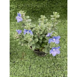 ต้นฟ้าประดิษฐ์ (Ground-Morning Glory) **ไม้ดอกทานได้** ไม้ในกระถาง3นิ้ว
