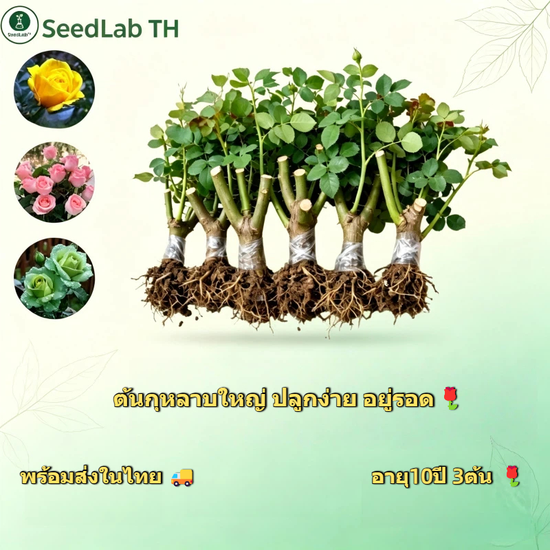 สินค้าพร้อมส่งจากไทย รากกุหลาบแก่ราคาประหยัด ต้นใหญ่สมบูรณ์ รากหนาแน่น บานเร็วหลังปลูก