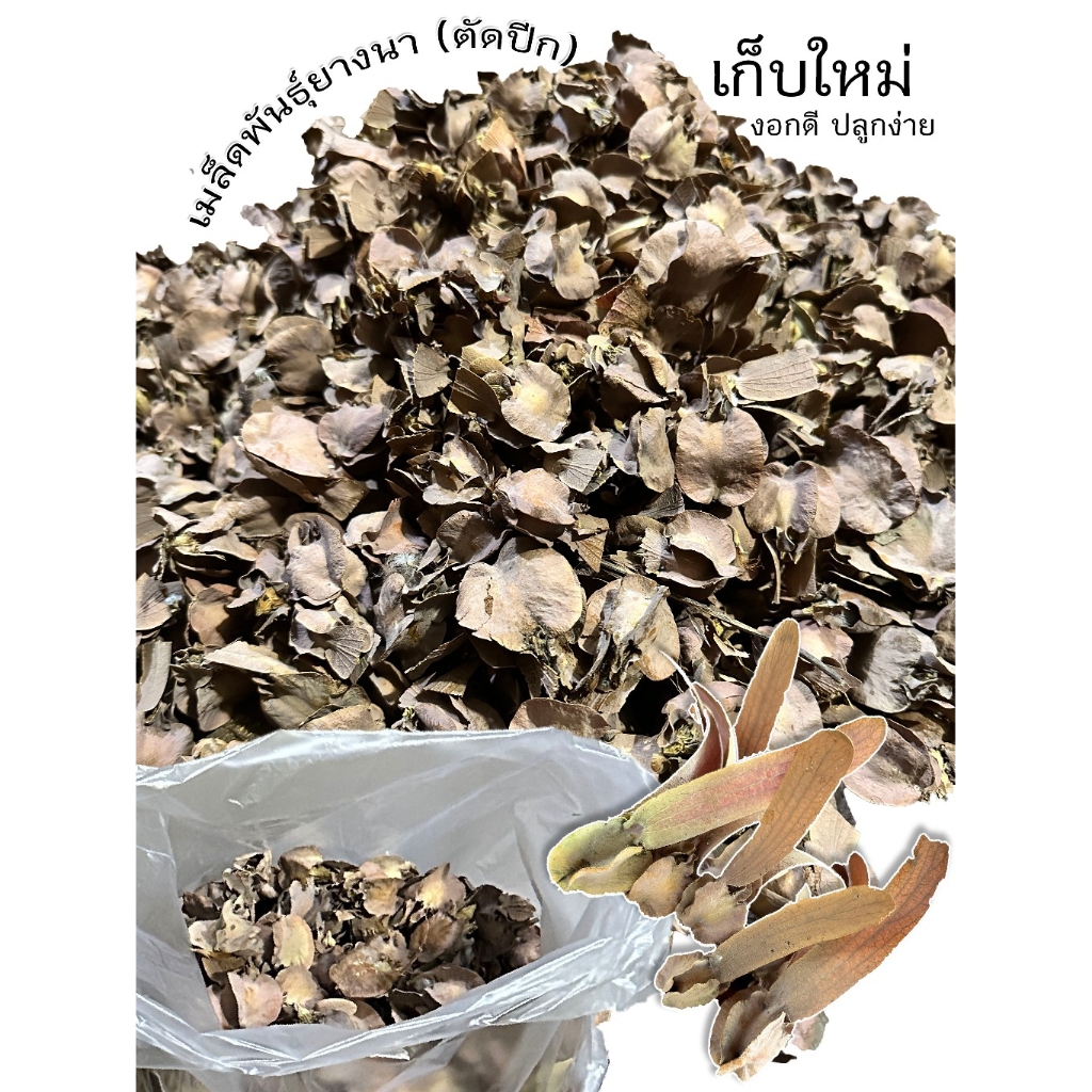 เมล็ดพันธุ์ยางนา (เก็บใหม่ - ตัดปีก) ขนาดบรรจุเริ่มต้นที่ 50 เมล็ด เก็บเมื่อ 10 พ.ค. 69