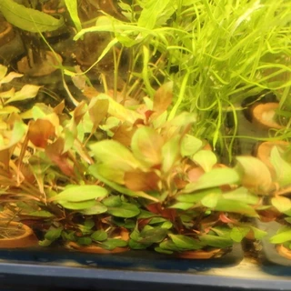 ต้นไม้น้ำ ลัดวิเจีย ไดมอนด์ (Ludwigia Diamond / Rubin) ไม้น้ำข้อสีแดงสวย เลี้ยงง่าย โตไว รากเยอะ กระถางดินเผา 1 กระถาง
