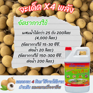 "จะเด็ด" 4 ลิตร โปรโมชั่น 1 แถม 2 สาหร่าย + จับใบ ฉีดพ่นทางใบ สำหรับ “ลำไย” ลดการใช้ปุ๋ยเคมี ก้านช่อยาว ผลอวบ น้ำหนักดี