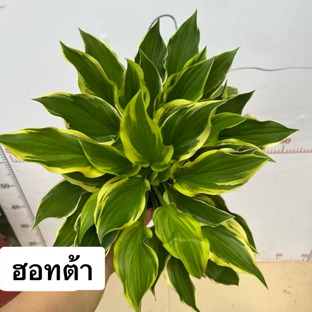 พร้อมสาง 28/7/26ฮอสต้า โคริยาม่า (Hosta Koriyama / Hosta Opipara Koriyama) เป็นฮอสต้า