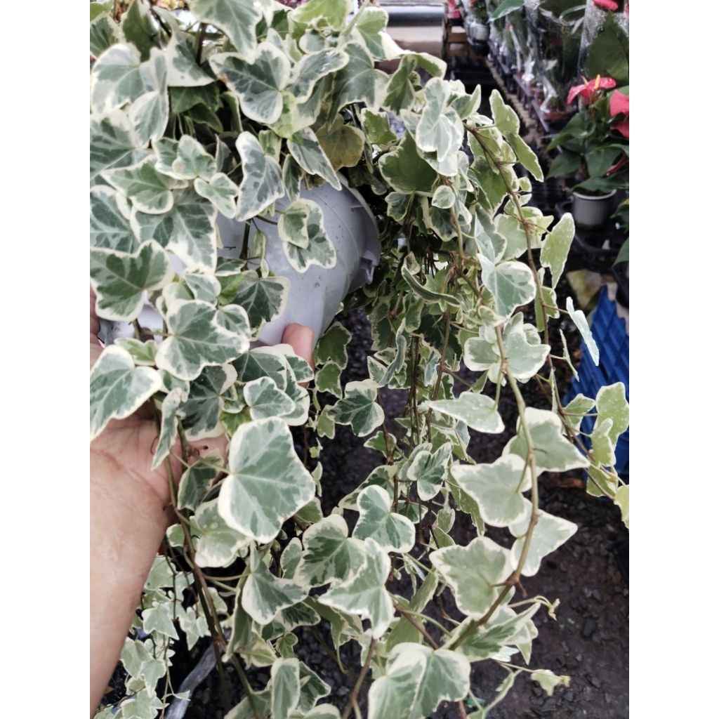 ไอวี่ด่างขาว (Variegated English Ivy)