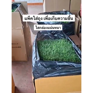 หญ้านวลน้อย หญ้าจริง ตัดสด จากไร่หญ้าป้าจันทร์ สำหรับจัดสวนกลางแจ้ง (10 แผ่น = 5 ตร.ม.)