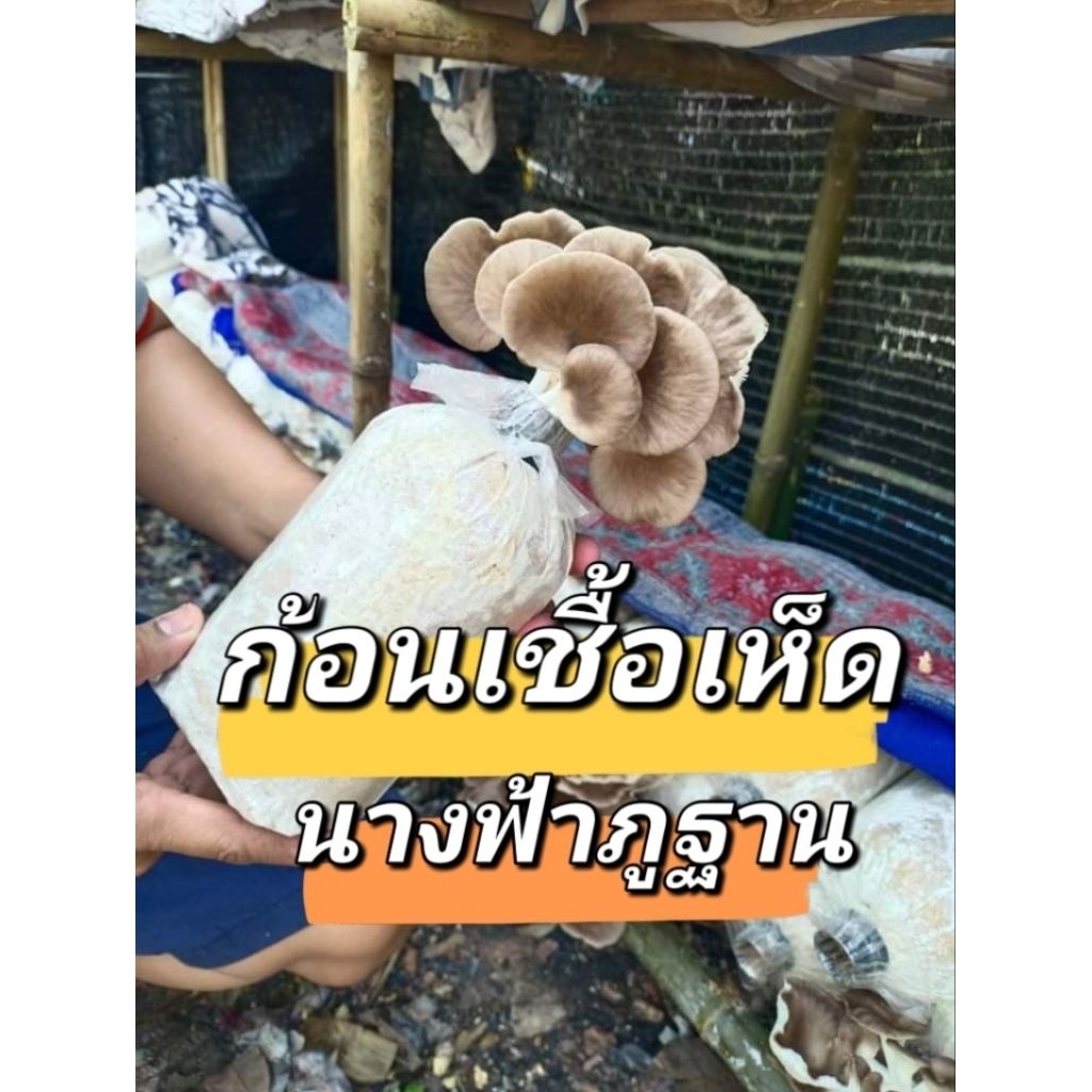 ก้อนเห็ดนางฟ้าภูฐานแบบเปิดดอก ชุดทดลอง 6 ก้อน