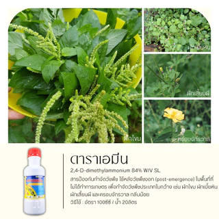 ดาราเอมีน 1ลิตร (2,4 ดีไดเมทิลเอมโมเนียม) คุมวัชพืชในนาหว่านน้ำตม ทั้งใบแคบ ใบกว้างและกก