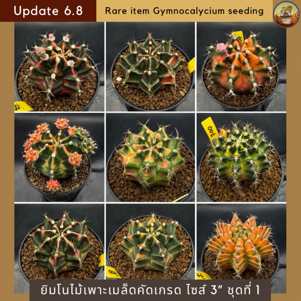 [ Update 6.8 ] ชุดที่ 1 ยิมโนด่างคัดเกรดไซส์แม่พันธุ์ ไม้เพาะเมล็ด ยิมโนคริสด่าง cactus กระบองเพชรคัดเกรด