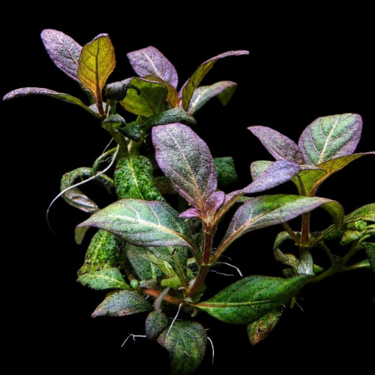staurogyne repens purple ไฮโกรม่วง