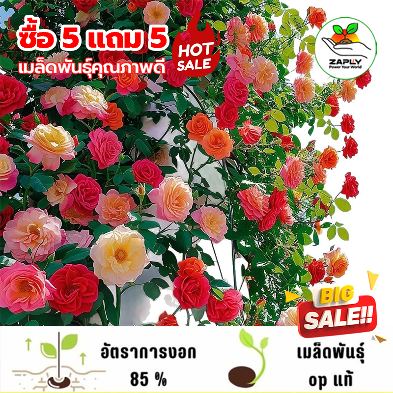 【ซื้อ 5 แถม 5 ฟร】🔥เมล็ดพันธุ์กุหลาบเลื้อย 4 ฤดู 100 เมล็ด ดอกซ้อนดอกใหญ่ ไม้ประดับกลางแจ้ง เหมาะปลูกสวนและระเบียง
