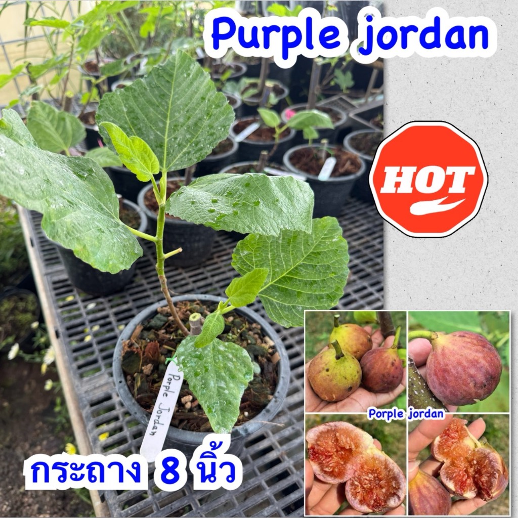Fig มะเดื่อฝรั่งสายพันธุ์ Purple Jordan (หรือที่มักเรียกกันสั้นๆ ว่า พลัมจอร์แดน หรือ เจอร์แดนม่วง) กระถาง 8 นิ้ว