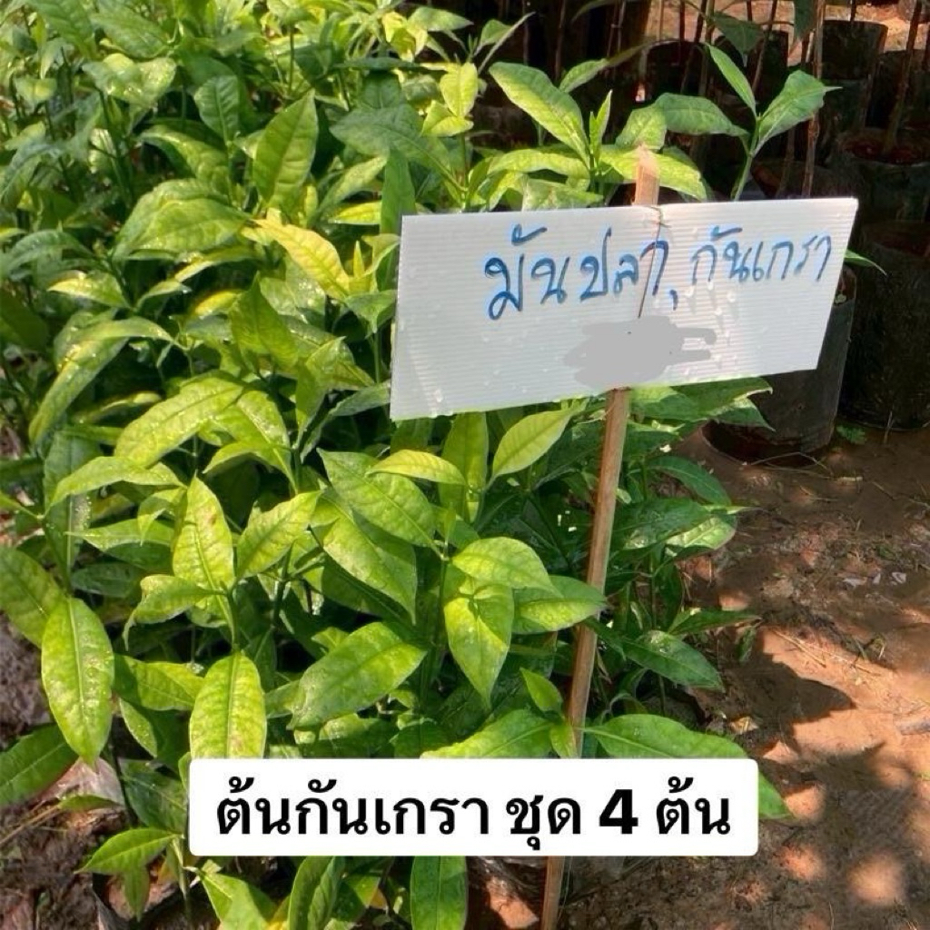 ต้นกันเกรา,ตันมันปลา ชุด4ต้น ราคาถูกสุดคุ้ม