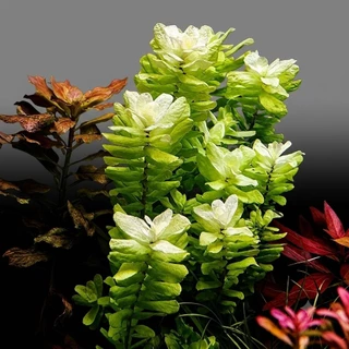 โรทาล่า ทูลูนาเดนซิส Rotala tulunadensis