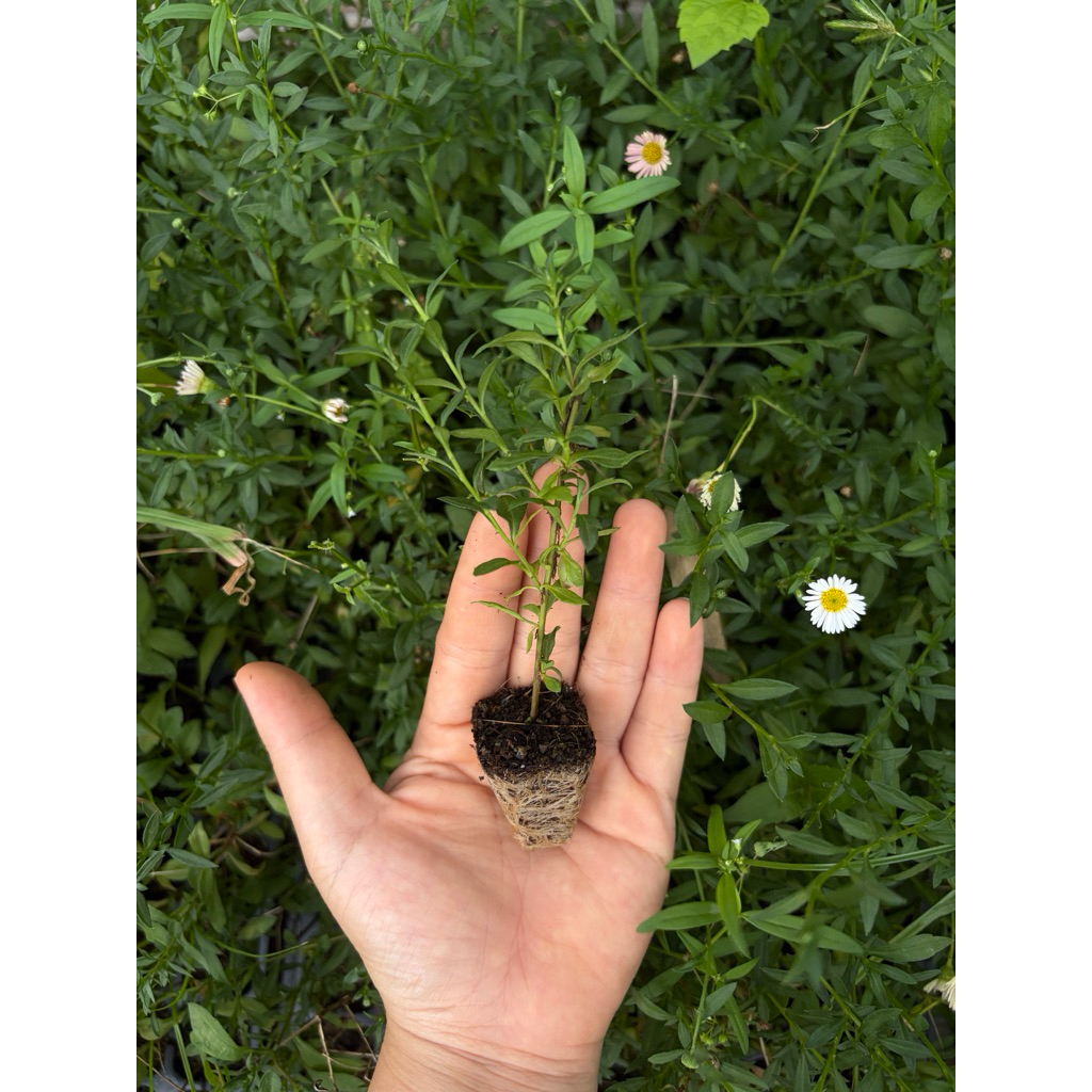 ต้นกล้าซีไซเดซี่ Sea Side Daisy ดอกสวย ต้นแข็งแรง พร้อมปลูก
