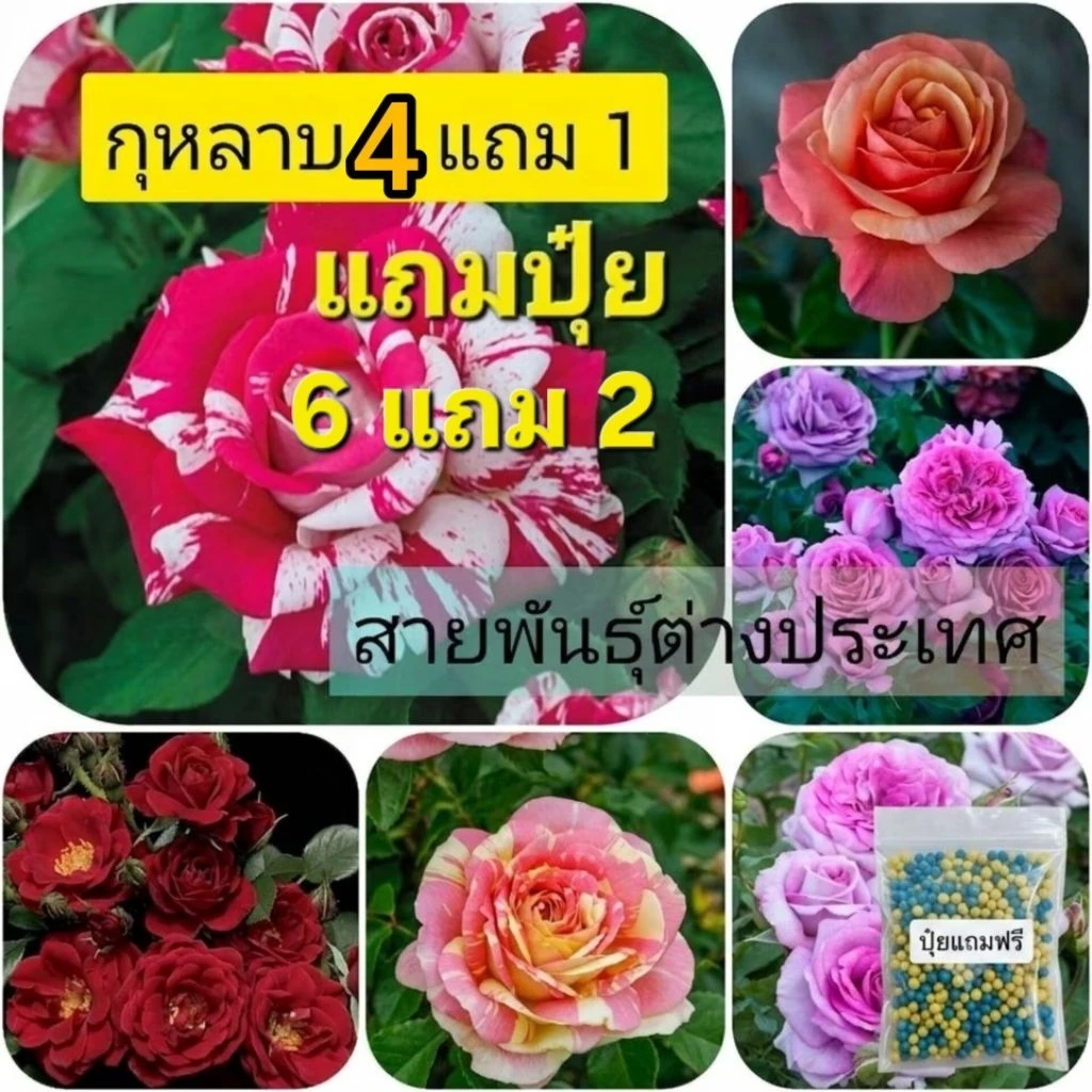 ซื้อ 4 แถม 1 กุหลาบ ต้นกุหลาบ กิ่งกุหลาบ (ส่ง 2 ต้นขึ้นไป) เลือกสายพันธุ์ได้ สายพันธุ์ต่างประเทศ ไม้ดอกไม้ประดับ