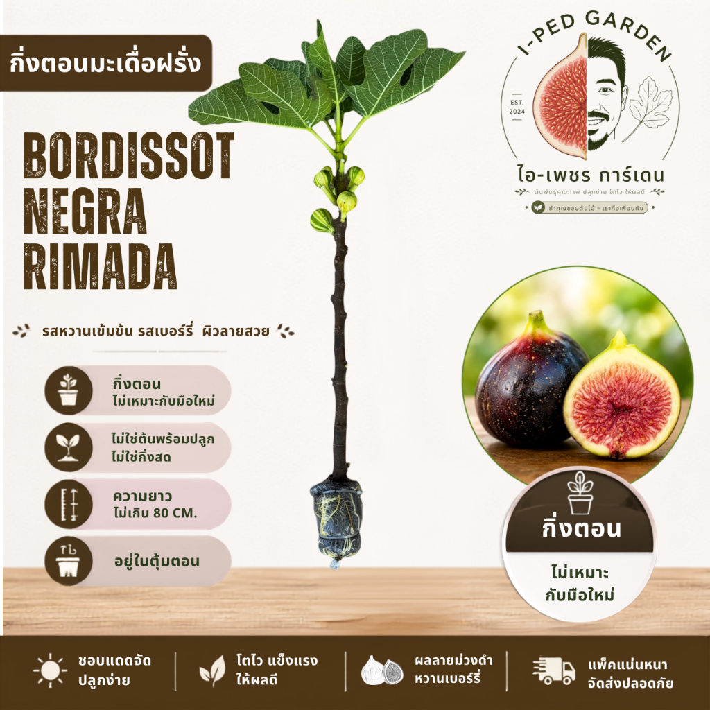 กิ่งตอนมะเดื่อฝรั่ง BNR Fig แท้ ฟิก Fig พรีเมียม