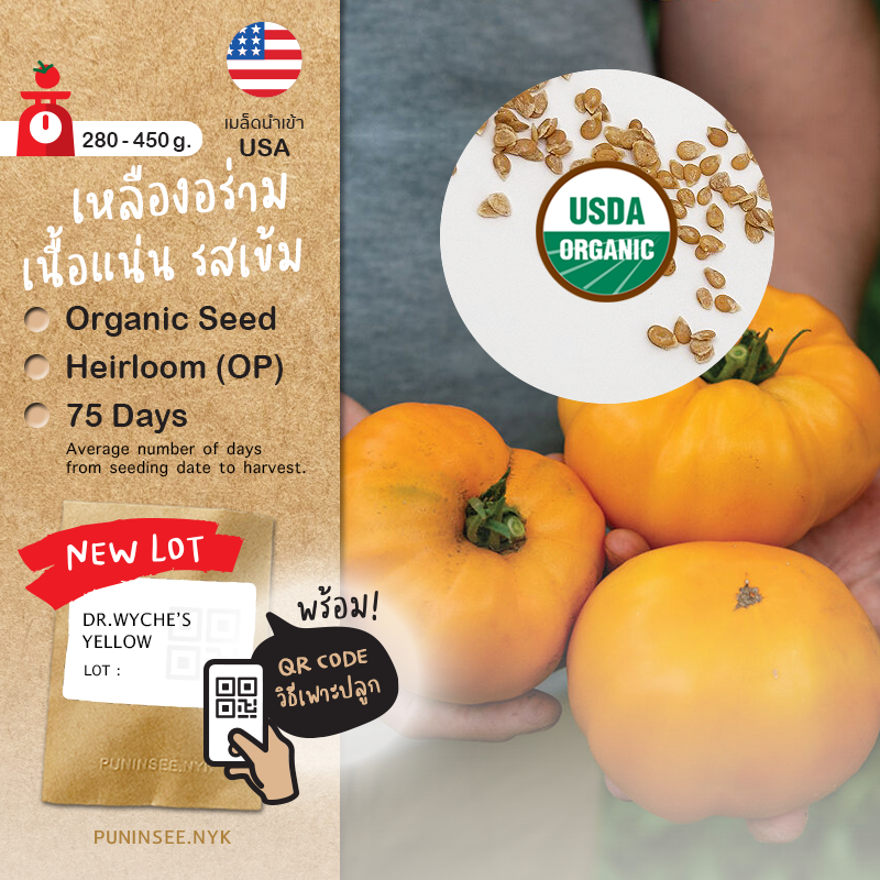 เมล็ดพันธุ์ มะเขือเทศ ออร์แกนิค นำเข้า Dr.Wyches Yellow (Organic Seed) Beefsteak Tomato Heirloom ปันอินทรีย์