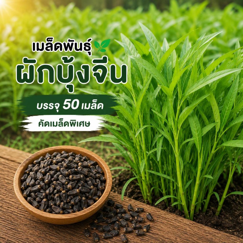 เมล็ดพันธ์ุผักบุ้งจีน ผักบุ้ง ผักสวนครัว 100 เมล็ด