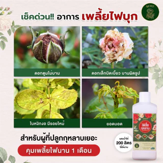 Rosy เซ็ทคู่สูตรผสมน้ำ [เลือกสูตร] บำรุงกุหลาบ กำจัดเพลี้ยไฟ กำจัดเชื้อรา ปุ๋ยกุหลาบ สำหรับผู้ที่ปลูกกุหลาบจำนวนมาก