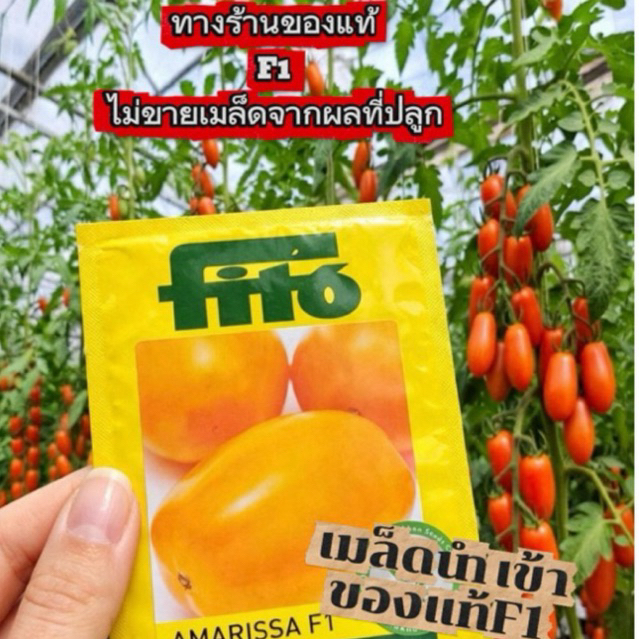 เมล็ดพันธุ์มะเขือเทศAmarissaF1 อมาริสา มะเขือเทศสีส้ม AMARISSA F1 นำเข้าของแท้