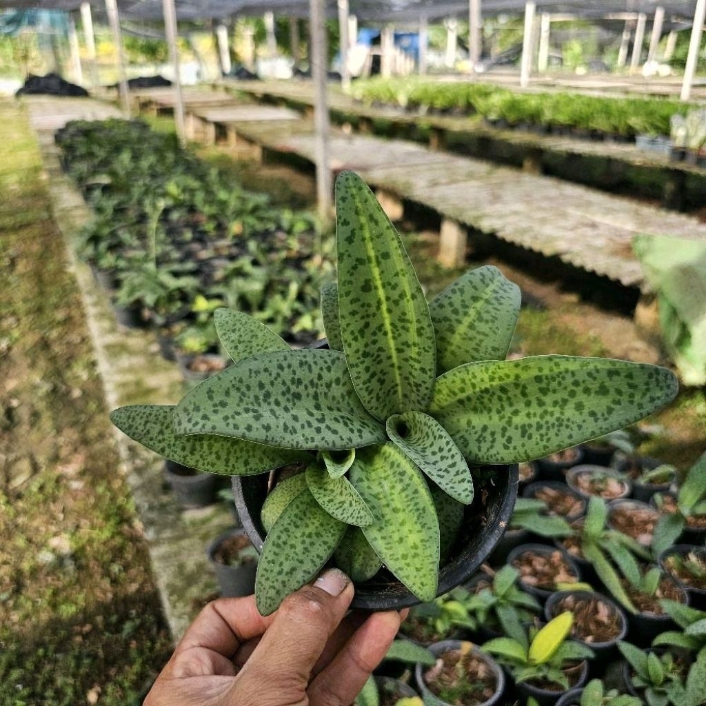ต้นว่านไม้รวยไม่เลิก (Ledebouria socialis)กระถาง 6นิ้วสีดำ